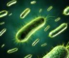 Bactéries résistantes : un défi scientifique mondial 