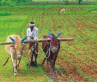 Ecologique, technologique et urbaine : telle sera l'agriculture de demain