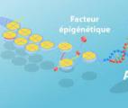 Le rôle-clé de l'épigénétique en biologie et en médecine se confirme...