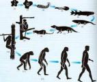 L’évolution est-elle seulement darwinienne ?