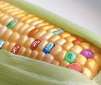OGM : pour un débat serein, honnête et global