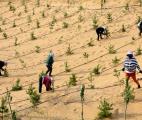 Reboiser la planète et maintenir la biodiversité de la forêt : un défi mondial pour l'avenir de l’Humanité