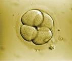 Embryon et ADN : un lien complexe