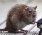 Etats-Unis : Un «interrupteur de mémoire» testé avec succès sur des rats