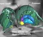 Existe-t-il dans les profondeurs du cerveau un centre général de la motivation ?