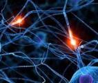 Faire de l’exercice favorise la croissance des neurones