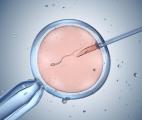 FIV : un nouveau traitement augmente les chances d'implantation de l'embryon