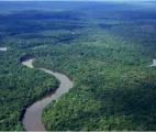 Forêt amazonienne : la moitié des arbres est constituée de seulement 227 des espèces
