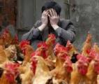 Grippe aviaire : le pire est peut-être devant nous…