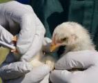 Grippe aviaire : un vaccin expérimental à ARNm cible le virus H5N1