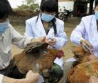 Grippe H7N9 en Chine : plus du tiers des patients sont décédés