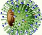 Grippe : une inégalité génétique responsable de sa gravité