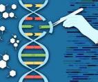 Il est désormais possible d'insérer des gènes entiers dans l'ADN humain