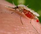 Infecter les moustiques pour bloquer le paludisme