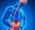 Inflammation chronique de l'intestin et maladies neurodégénératives : les liaisons dangereuses…