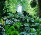 La capacité d'adaptation des forêts tropicales au changement climatique sera meilleure que prévue
