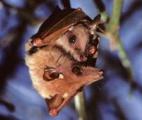 La chauve-souris qui aide à comprendre les mécanismes de différenciation des espèces