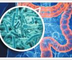 La composition du microbiote digestif influence la réponse immunitaire anti-tumorale après une allogreffe de cellules souches ...