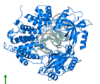 La DNA Ligase 1 : une enzyme-clé dans les processus cellulaires fondamentaux