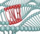 La duplication du génome favorise le développement du cancer
