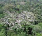 La forêt amazonienne durablement affectée par la sécheresse