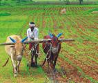 La lutte contre le changement climatique passe aussi par une mutation de l'agriculture