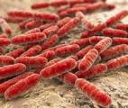 La molécule naturelle intestinale inverse les lésions hépatiques et répare la doublure intestinale