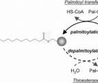 La palmitylation, une nouvelle cible pour les médicaments contre le cancer