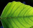 La photosynthèse inverse, un nouveau moyen de créer du biocarburant ?