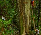 La pollution perturbe le cycle d'azote des forêts tropicales