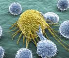 La protéine d’expansion des lymphocytes T : nouvel outil  thérapeutique ?