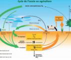 La régulation de l'azote chez les plantes mieux comprise