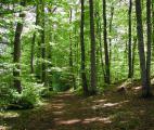 La relation entre le sol forestier et l'oxyde d'azote mieux comprise