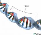 La signature génomique qui prédit la durée de vie