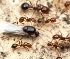 La sociabilité des fourmis est-elle génétique ?