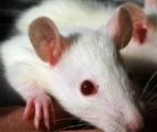 La stimulation électrique et chimique à la rescousse de rats paralysés
