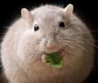La suppression d'un seul gène prévient l'obésité chez la souris