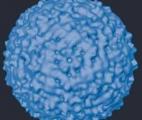 La vaccination anti-HPV protègerait des récurrences