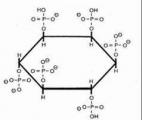 L’acide phytique : une petite molécule qui aide à réparer les cassures de l’ADN