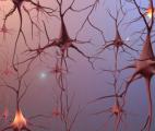 L’action thérapeutique des antidépresseurs dépend de la formation de nouveaux neurones 