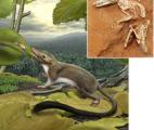 L'ancêtre commun à tous les mammifères est apparu après les dinosaures
