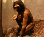 L'ancêtre éteint de l'homme, l'Homo erectus, cuisait déjà ses aliments
