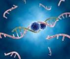 L'ARN, nouvelle arme redoutable contre le cancer
