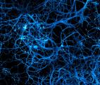 Le Blue Brain Project résout un très ancien problème de neuroscience