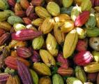 Le cacao améliore l'autonomie pour les patients atteints de certaines maladies artérielles