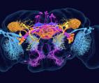 Le cerveau de la drosophile entièrement cartographié