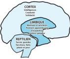 Le cerveau reptilien aussi important que le cortex dans le développement de l'intelligence