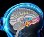 Le cerveau serait capable d'anticiper les attaques des agents pathogènes