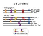 Le ciblage direct des protéines BCL-2 : une nouvelle voie thérapeutique contre les leucémies ?