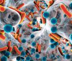 Le corps fabriquerait ses propres antibiotiques